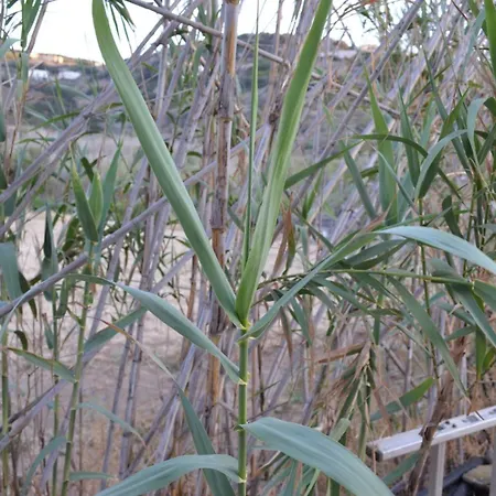 White Lotus Seaside Dom wakacyjny Kini