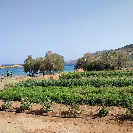 White Lotus Seaside *