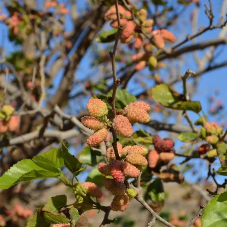 White Lotus Seaside *