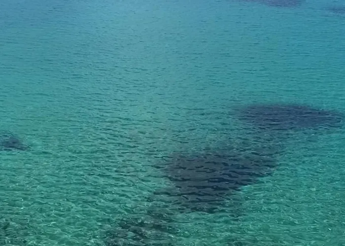 White Lotus Seaside *