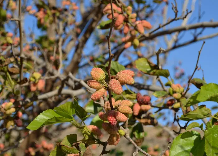 White Lotus Seaside *