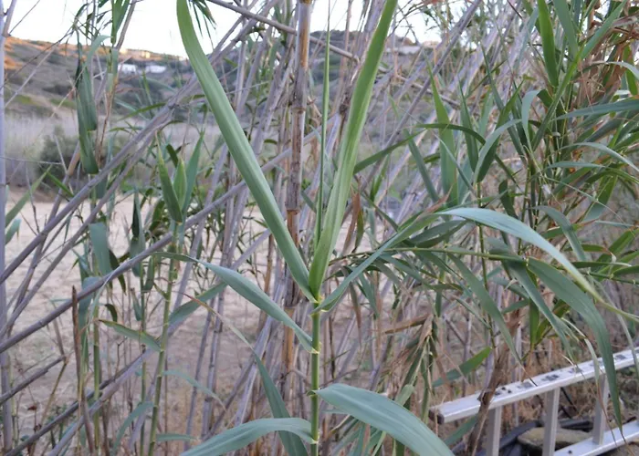 White Lotus Seaside Дом отдыха Кинион